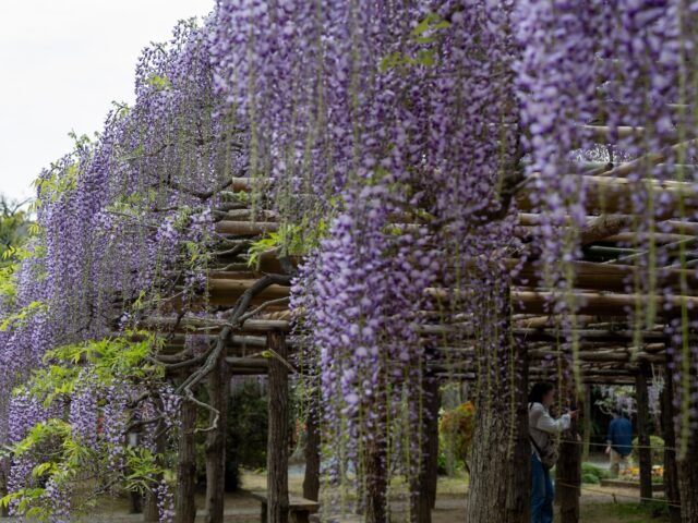 春日部スポット
